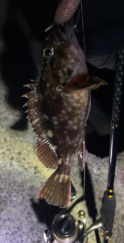 カサゴの釣果