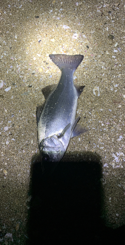 ヒラスズキの釣果