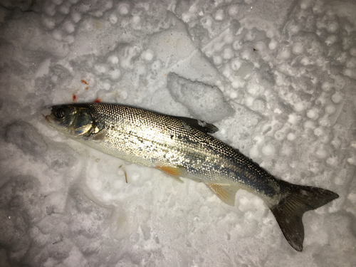 ウグイの釣果