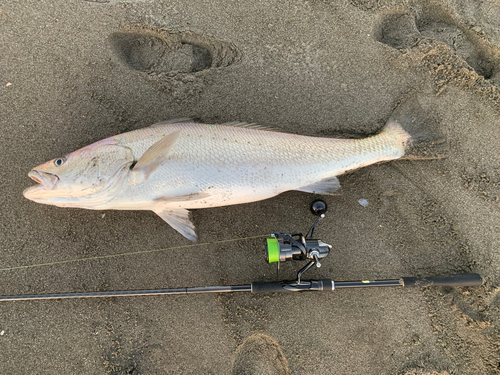 オオニベの釣果