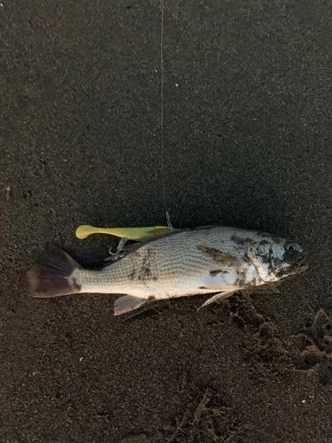 シログチの釣果