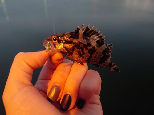 タケノコメバルの釣果