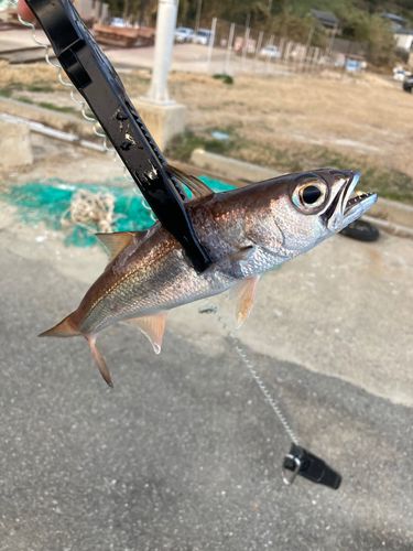 ムツの釣果