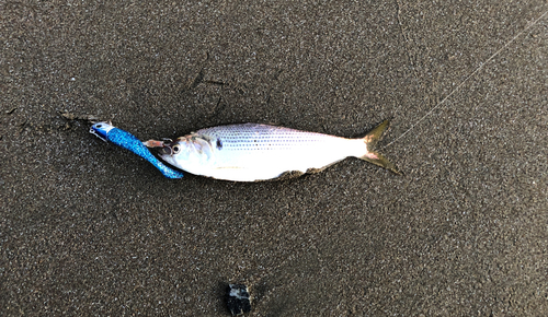 コノシロの釣果