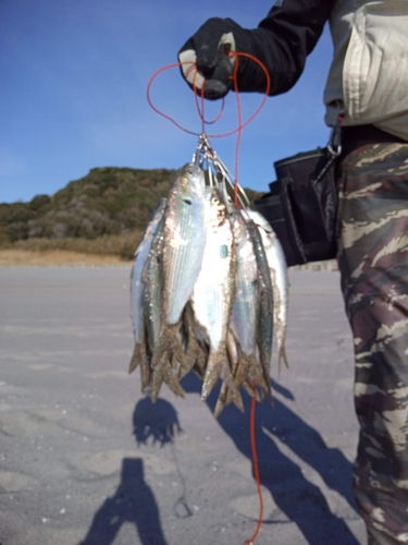 コノシロの釣果