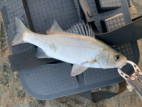 セイゴ（ヒラスズキ）の釣果