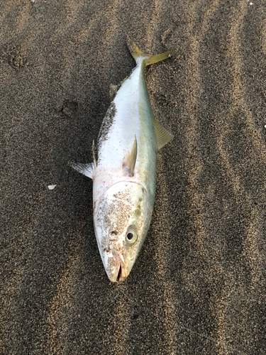 ワラサの釣果