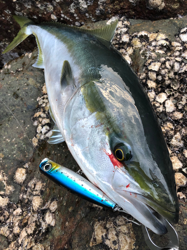 ブリの釣果