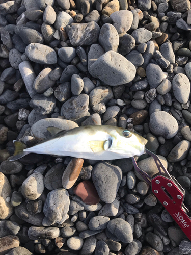 シロサバフグの釣果