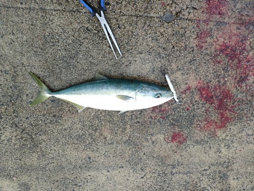 ツバスの釣果