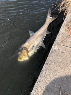 ハクレンの釣果