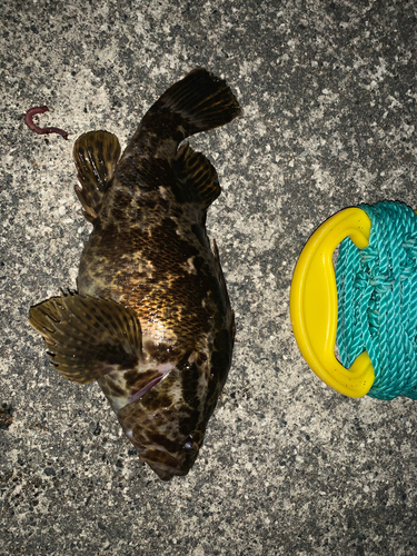 タケノコメバルの釣果