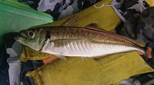 オニアジの釣果