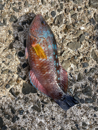 ホシササノハベラの釣果