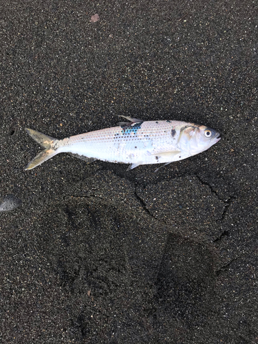 コノシロの釣果