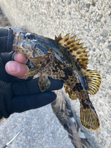 タケノコメバルの釣果