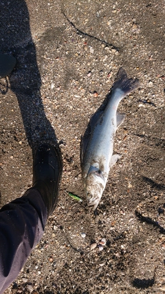 フッコ（マルスズキ）の釣果