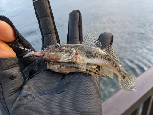 マハゼの釣果