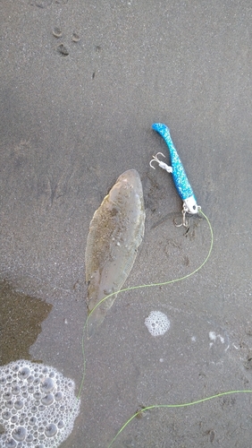 シタビラメの釣果