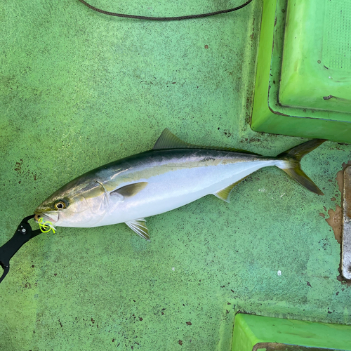 ワラサの釣果