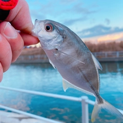 ギンガメアジの釣果