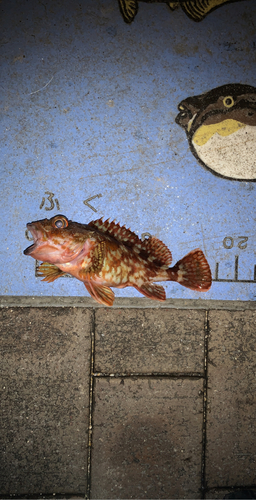 カサゴの釣果