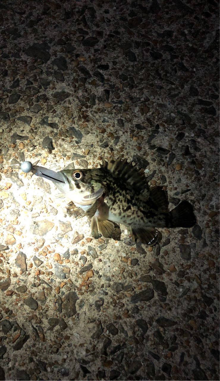 タケノコメバル