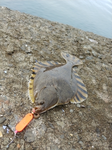 カワガレイの釣果