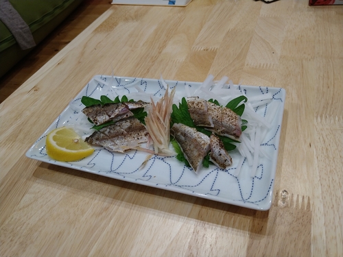 カマスの釣果