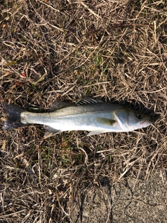 フッコ（マルスズキ）の釣果