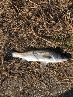 フッコ（マルスズキ）の釣果