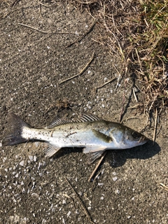 フッコ（マルスズキ）の釣果