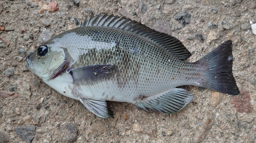 メジナの釣果