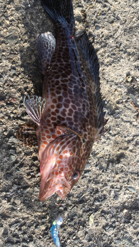 オオモンハタの釣果