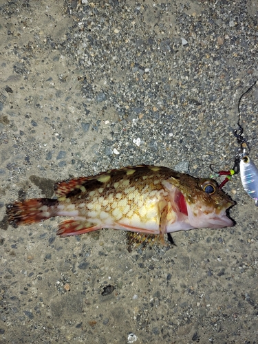 カサゴの釣果