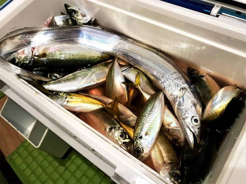 タチウオの釣果