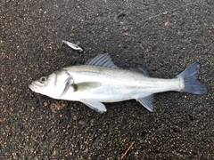 フッコ（マルスズキ）の釣果