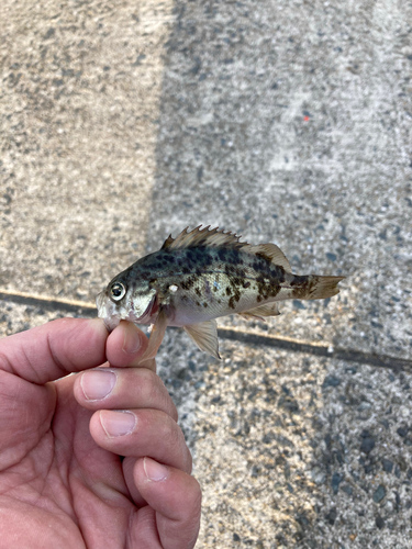 アオメバルの釣果