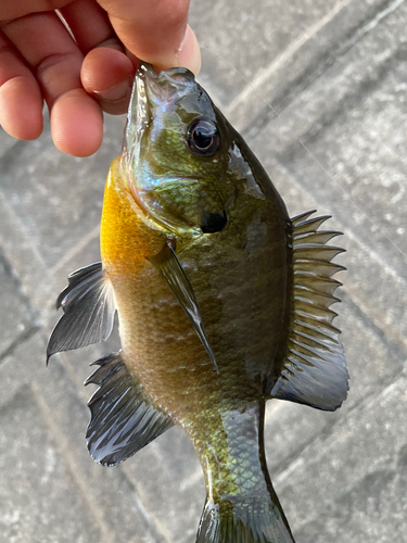 ブルーギルの釣果