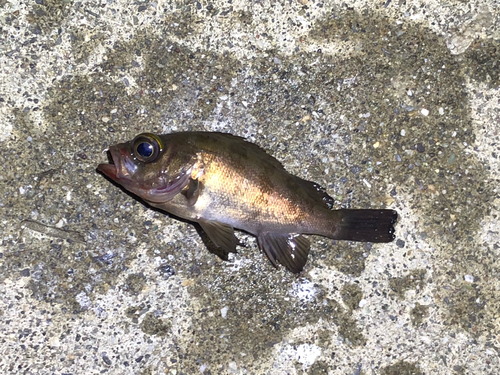 メバルの釣果