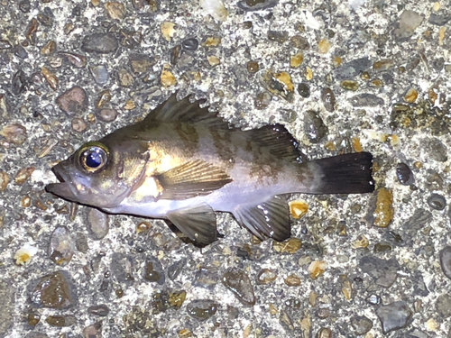 メバルの釣果