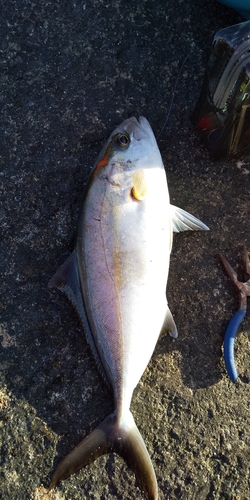 ショゴの釣果