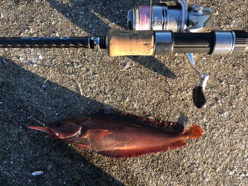 エゾイソアイナメの釣果