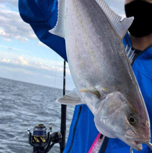 カンパチの釣果