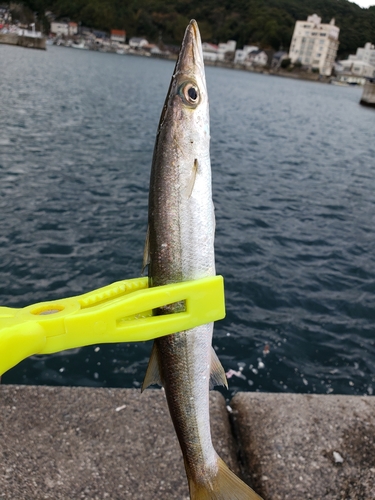 アカカマスの釣果