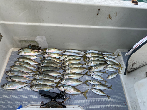 アジの釣果