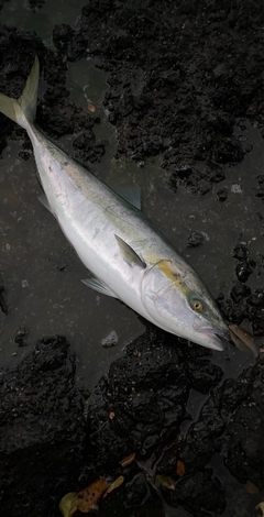 ハマチの釣果