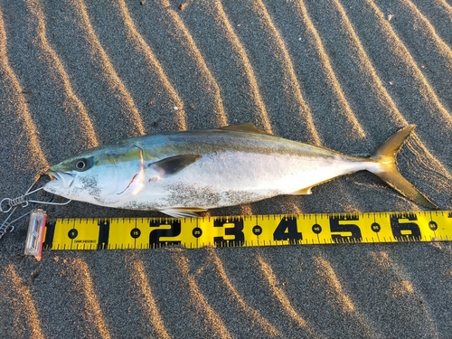 ワラサの釣果