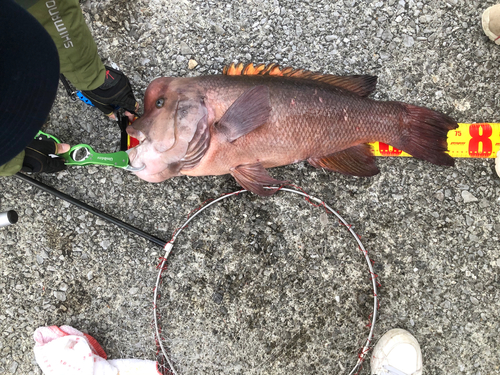 カンダイの釣果