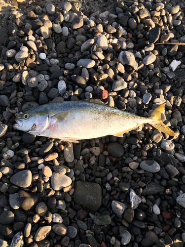 イナダの釣果